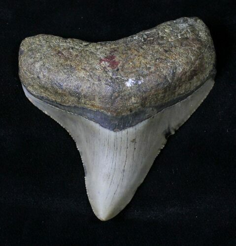 Posterior Megalodon Tooth - North Carolina #19763